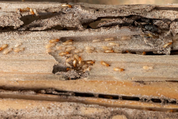 Best Local Pest Control Services  in Needville, TX